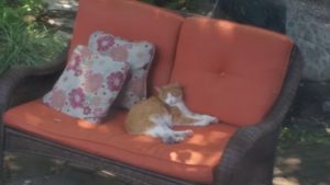 kitty cat with pom pom cat toy