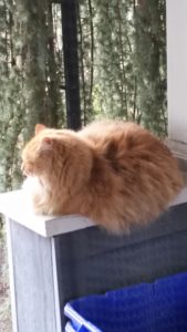 Siberaian and Manx Cat